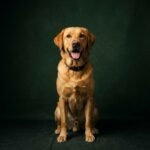 We Tested Pooch & Mutt for 90 Days — Here’s What We Really Think
